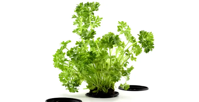 hydroponically grown parsley plant