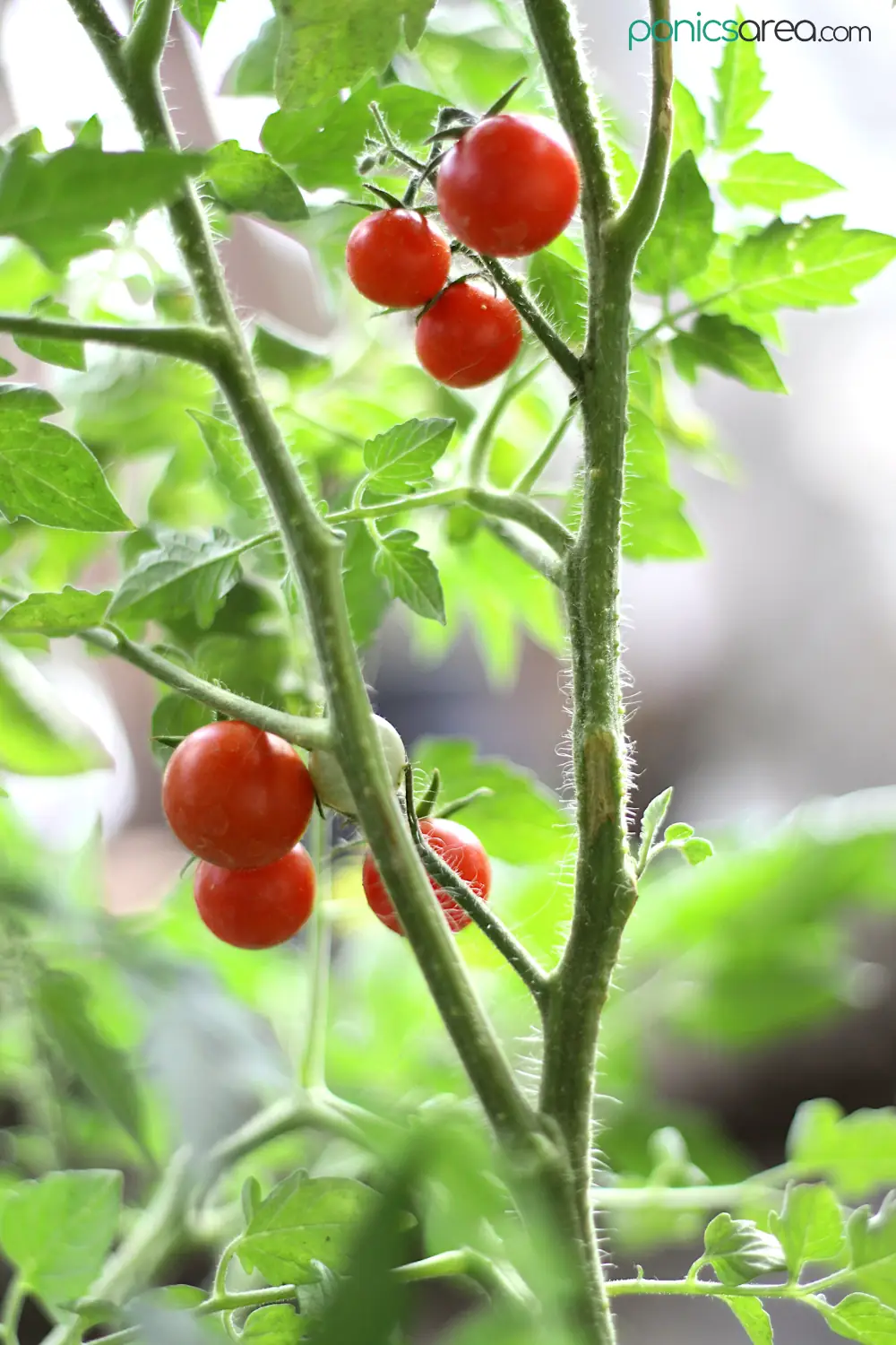 growing hydroponic tomatoes