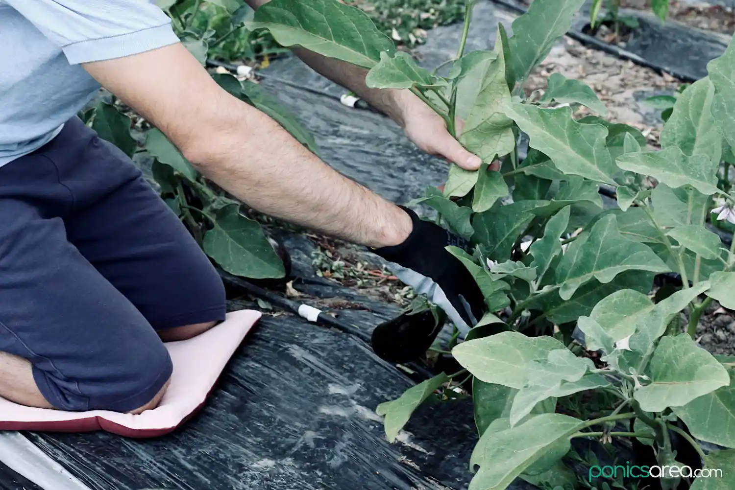 kneeling pad alternative for gardening