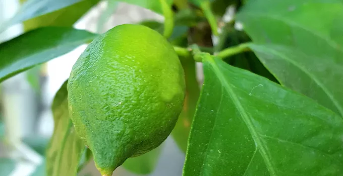 small lemon fruit