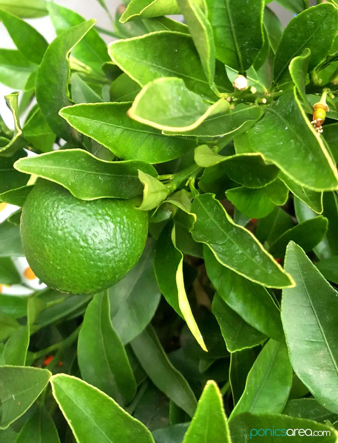 green lemons due to drought