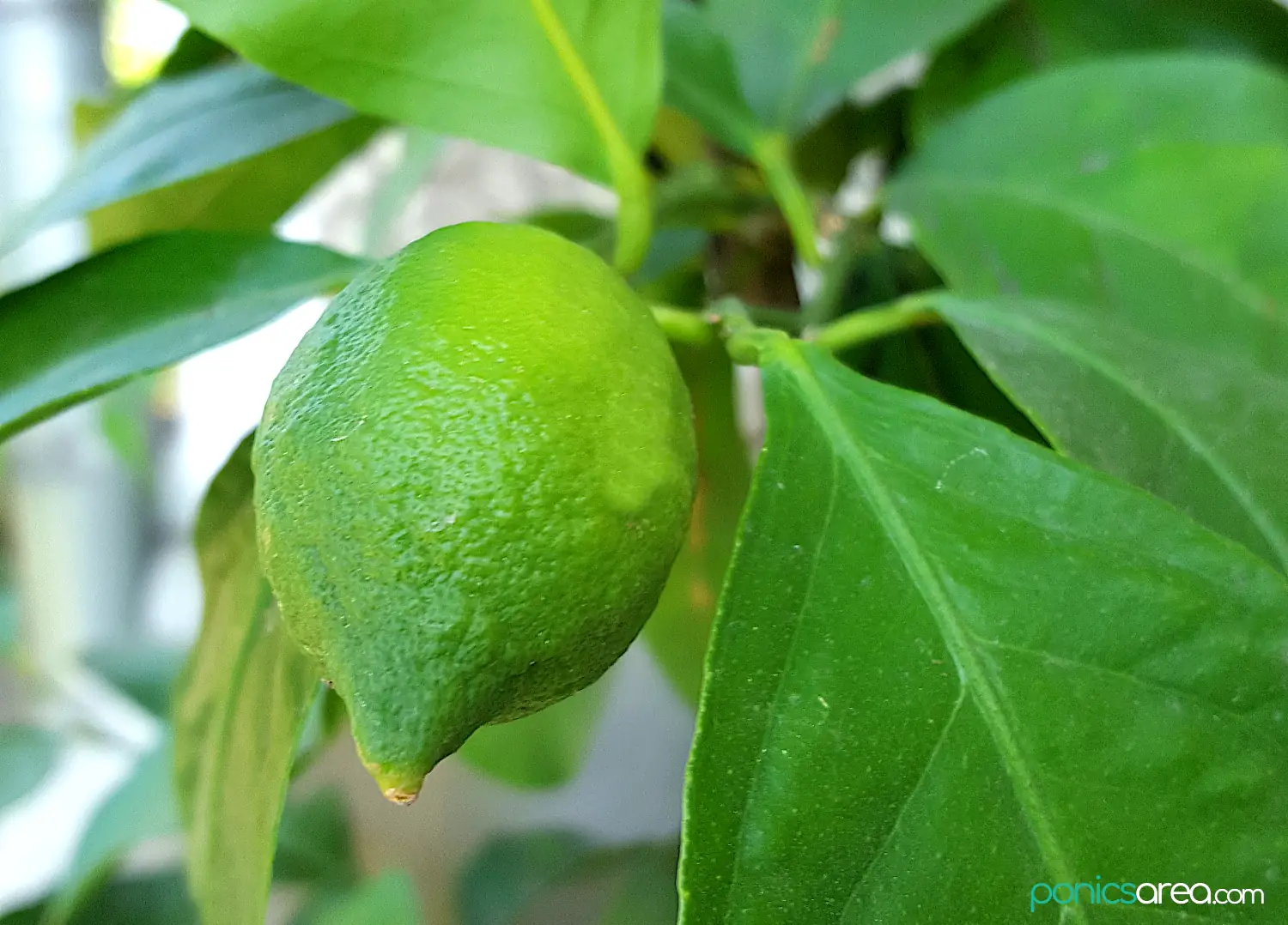 small lemon fruit