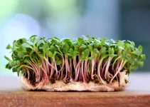 How to Grow Microgreens Without Soil: On Tissue Paper & Other Methods