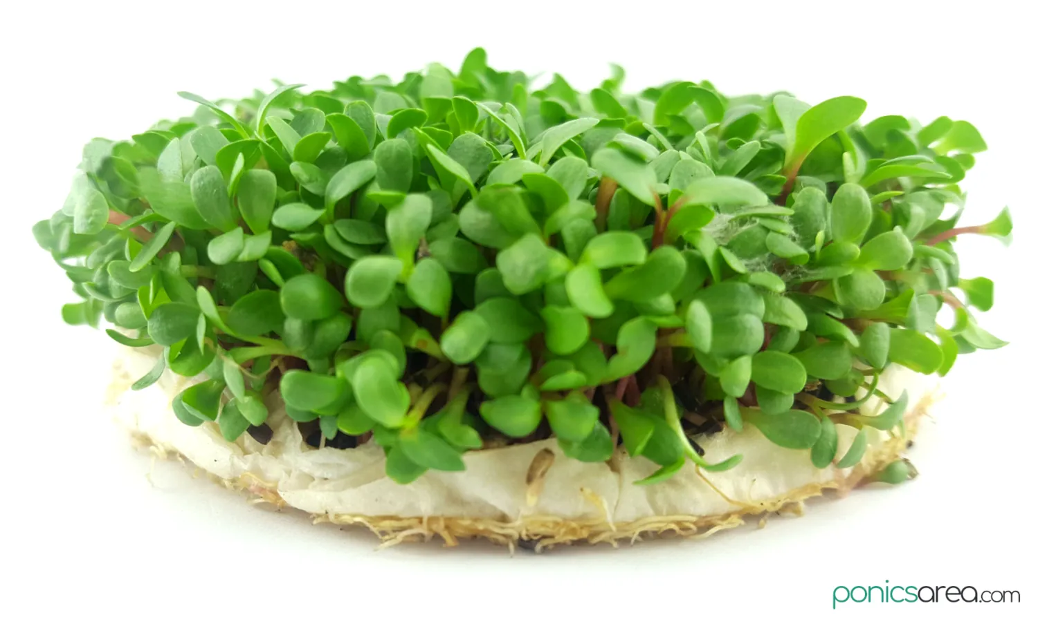 benefits of growing microgreens without soil