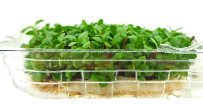 Best Microgreen Trays for Businesses and Households