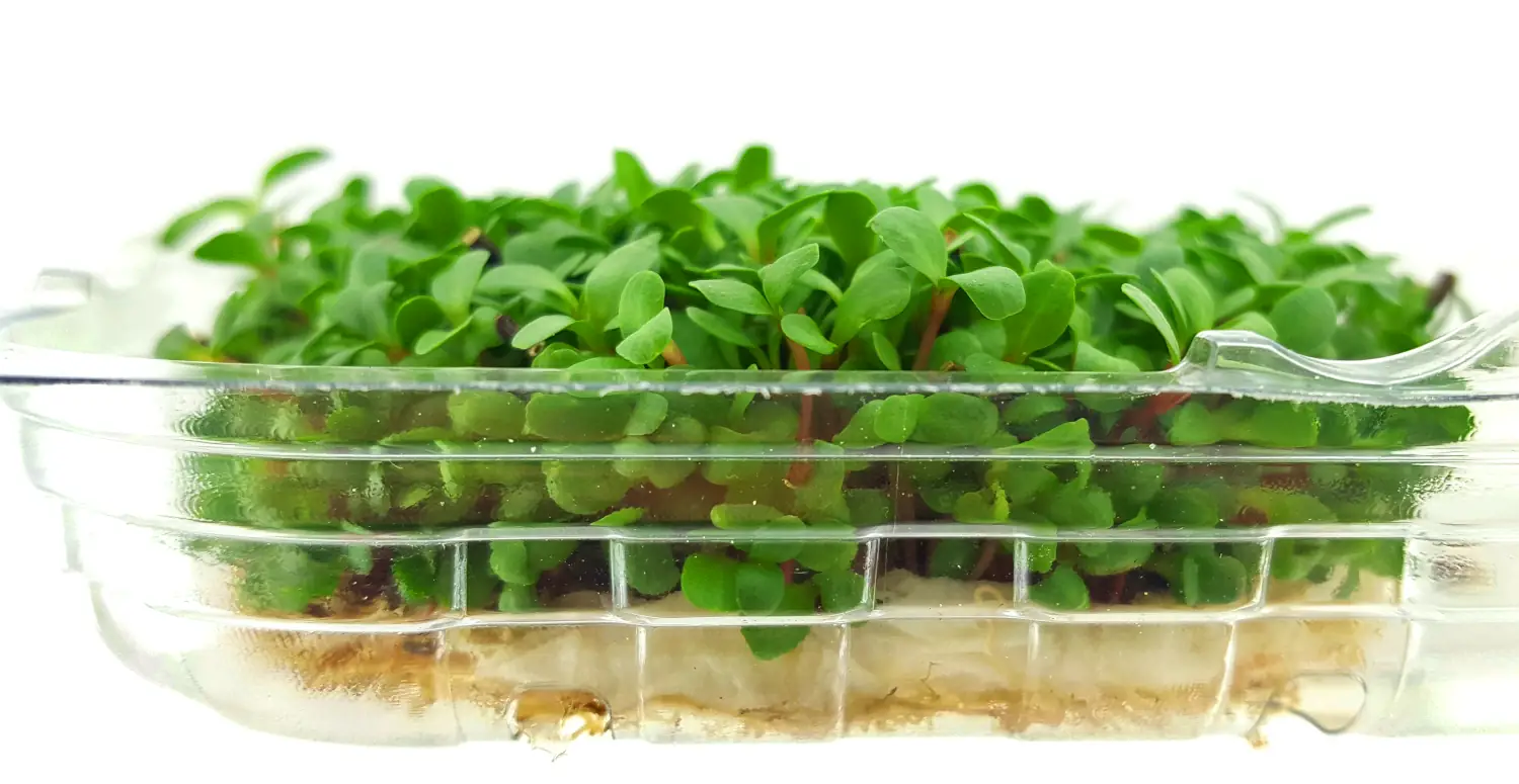 microgreens in a tray