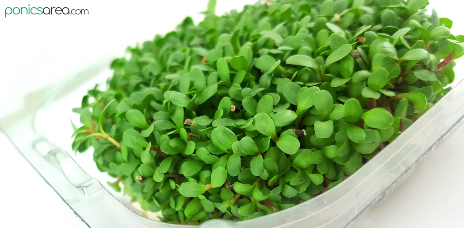 microgreens growing in a tray