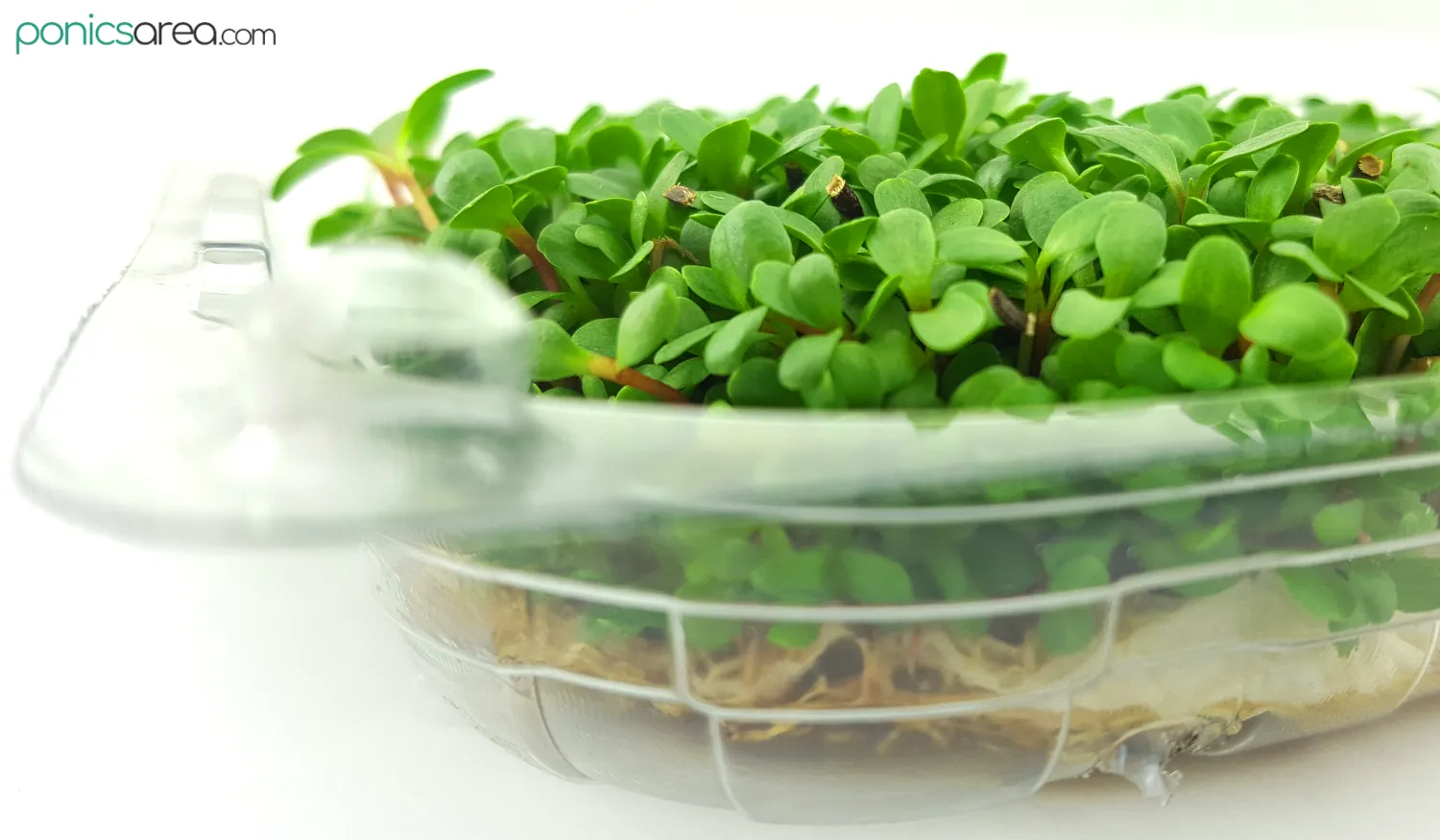 microgreen trays for growing on paper towel