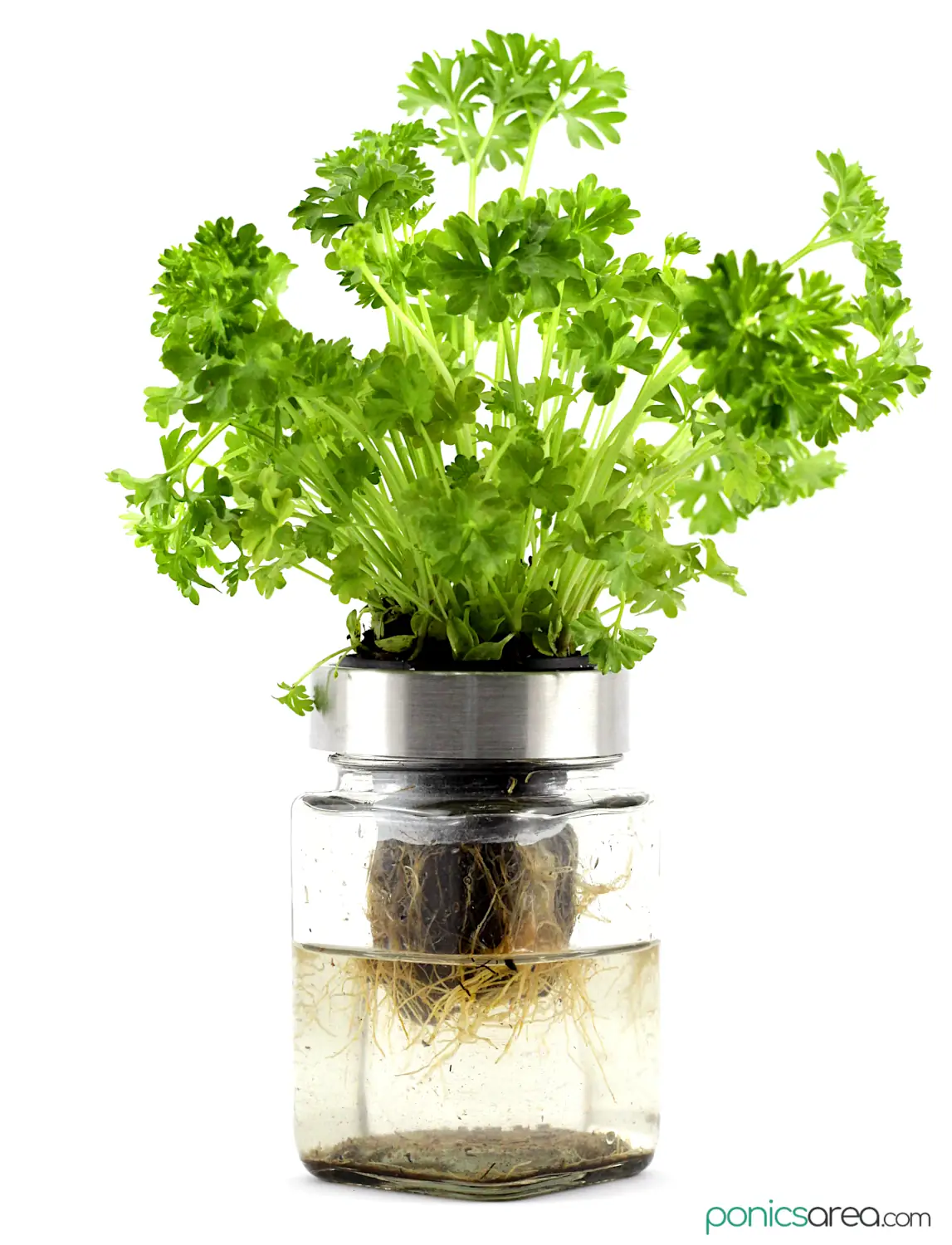 hydroponic parsley in a jar