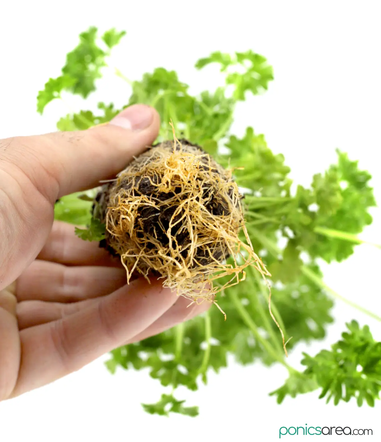 parsley plant with roots
