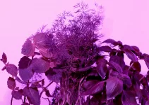 What Color Light Is Best for Plant Growth? Grow Lights Guide