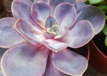 Types of Succulents with Purple Flowers or Purple Leaves (Cacti Included)