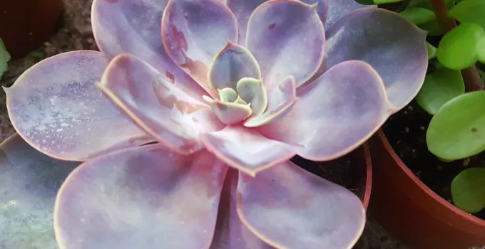 succulent with purple leaves