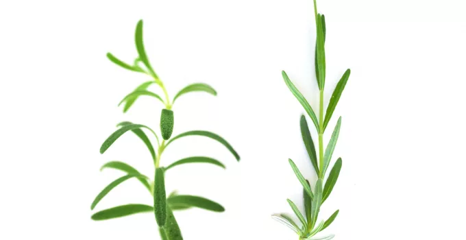 Rosemary vs Lavender: Two of the Most Popular Herbs