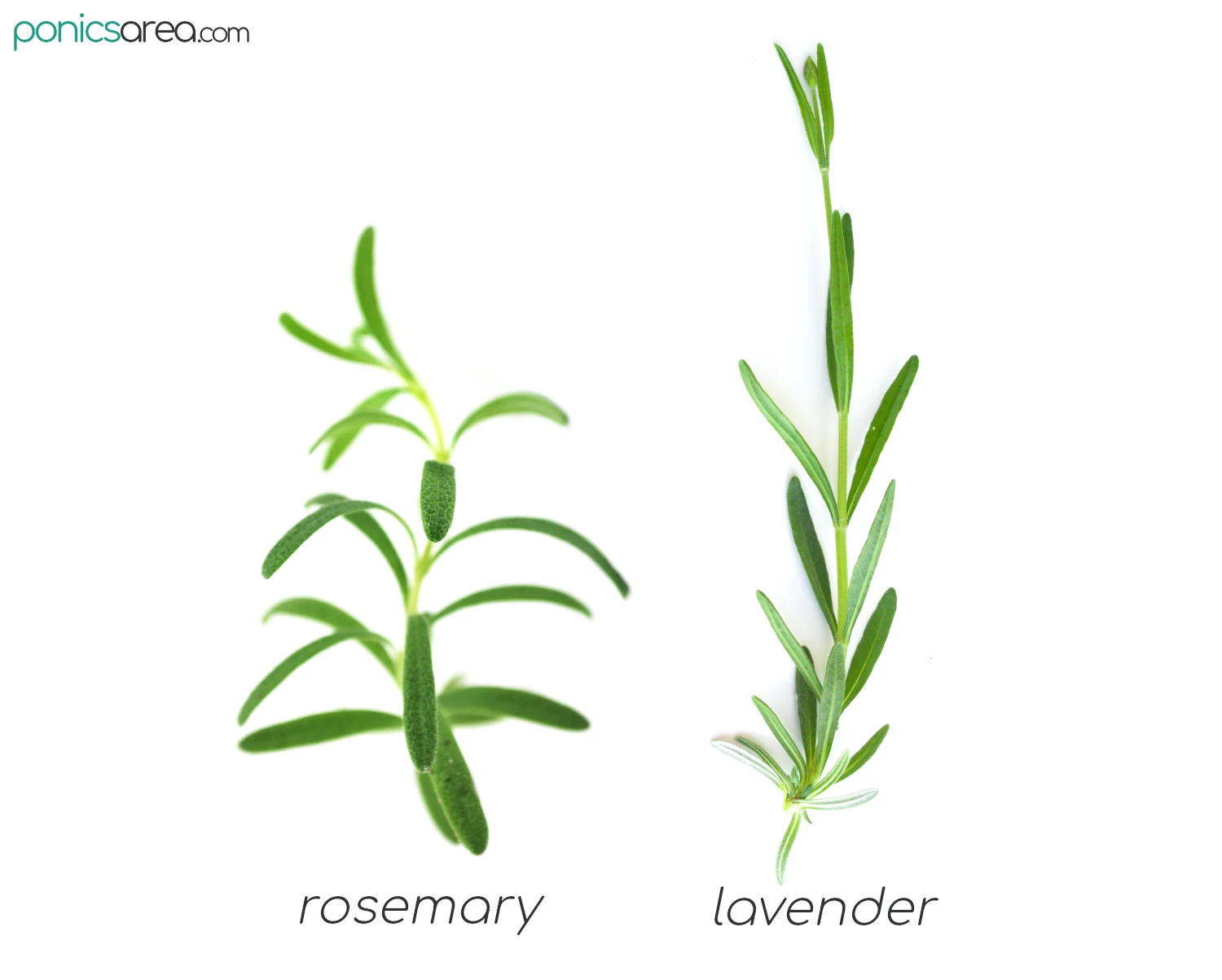 rosemary vs lavender appearance