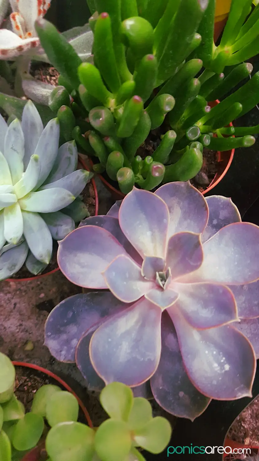 succulents care tips