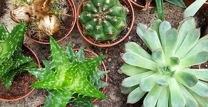 How Often to Water Succulents (Complete Guide)
