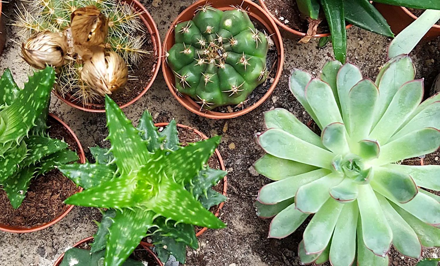 How Often To Water Succulents Indoors Outdoors   Succulents Water.webp