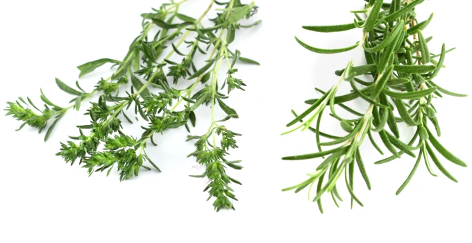 thyme vs rosemary differences