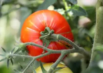 How Long Does It Take for Tomatoes to Grow?