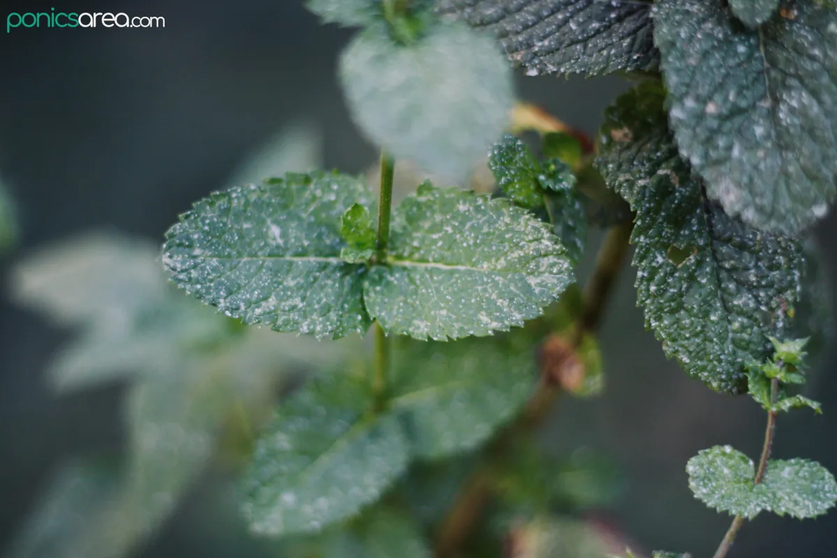 appearance of white spots on mint leaves 
