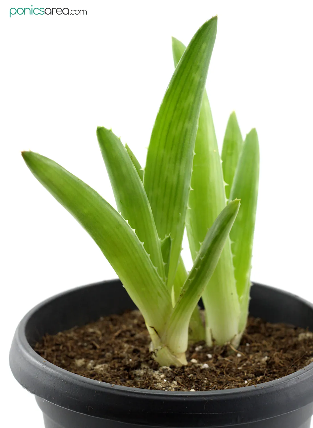 how to plant aloe vera