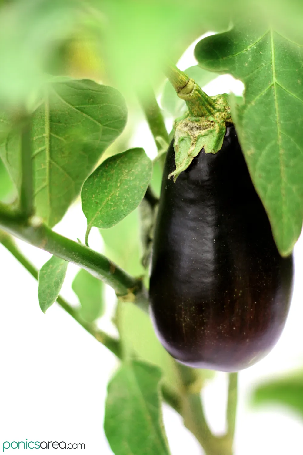 hydroponic systems for aubergine