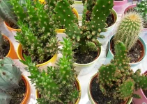 Best Grow Lights for Cactus Guide