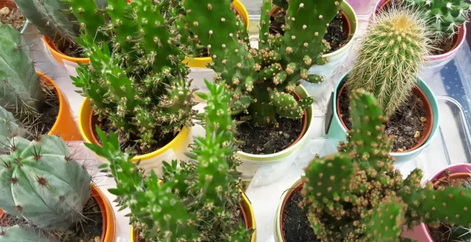 cactus plants growing in artificial light
