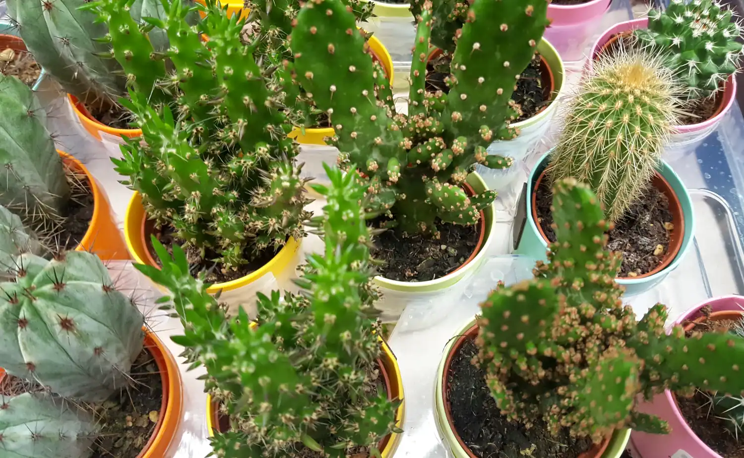 best grow lights for cactus plants