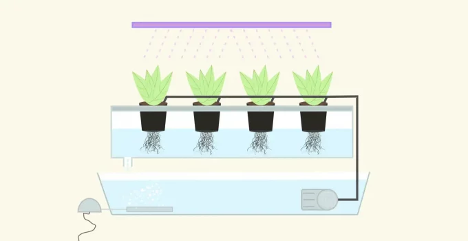 Hydroponic Drip System Explained