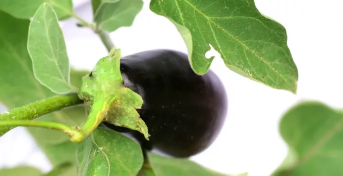 How to Grow Hydroponic Eggplants (Aubergines)