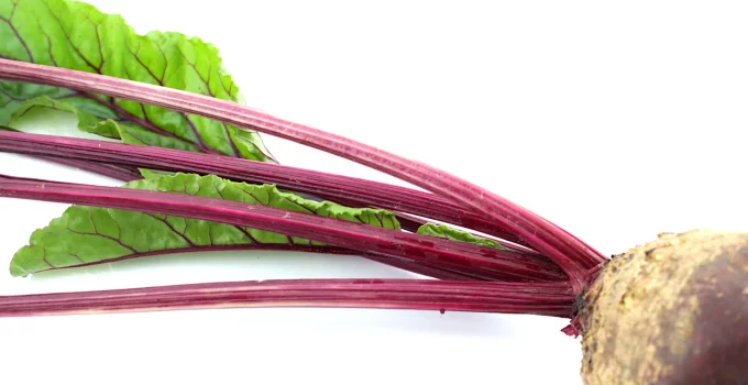 how to grow hydroponic beetroots
