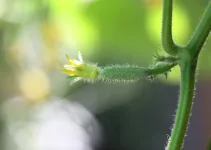 How to Grow Cucumbers Hydroponically (All You Need to Know)