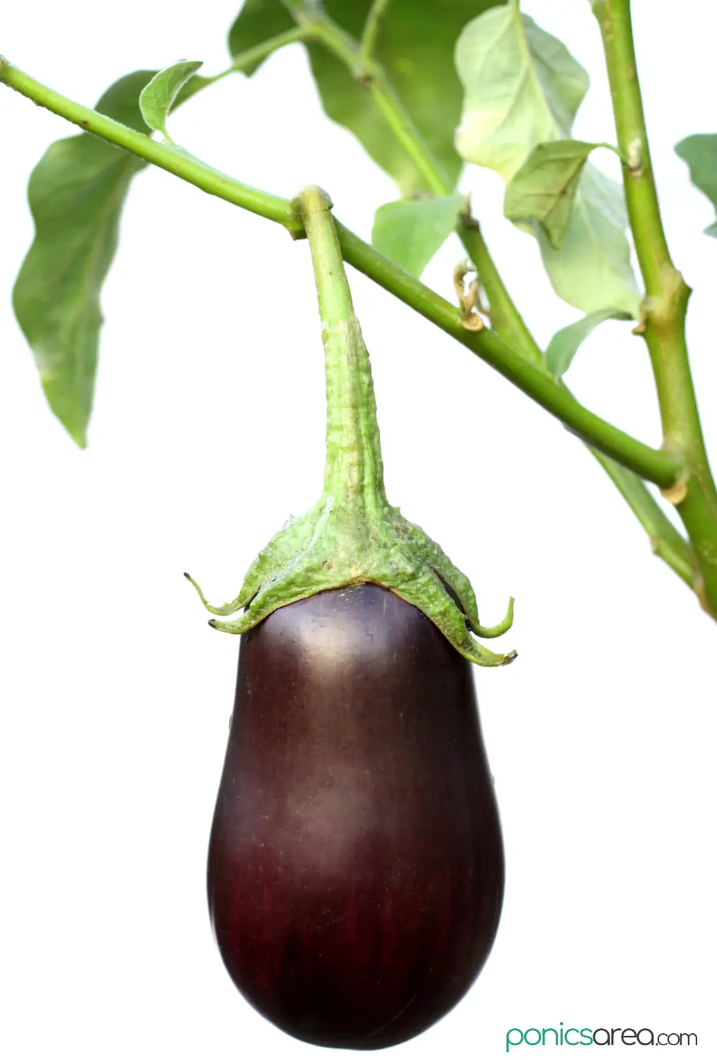 how to grow hydroponic eggplant