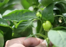 How to Grow Hydroponic Peppers Guide