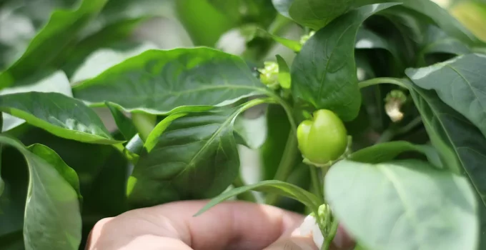 how to grow hydroponic peppers