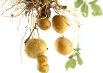 Hydroponic Potatoes: All You Need to Know