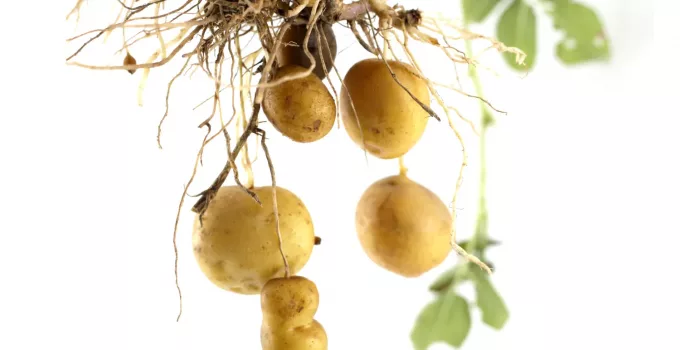 hydroponic potatoes