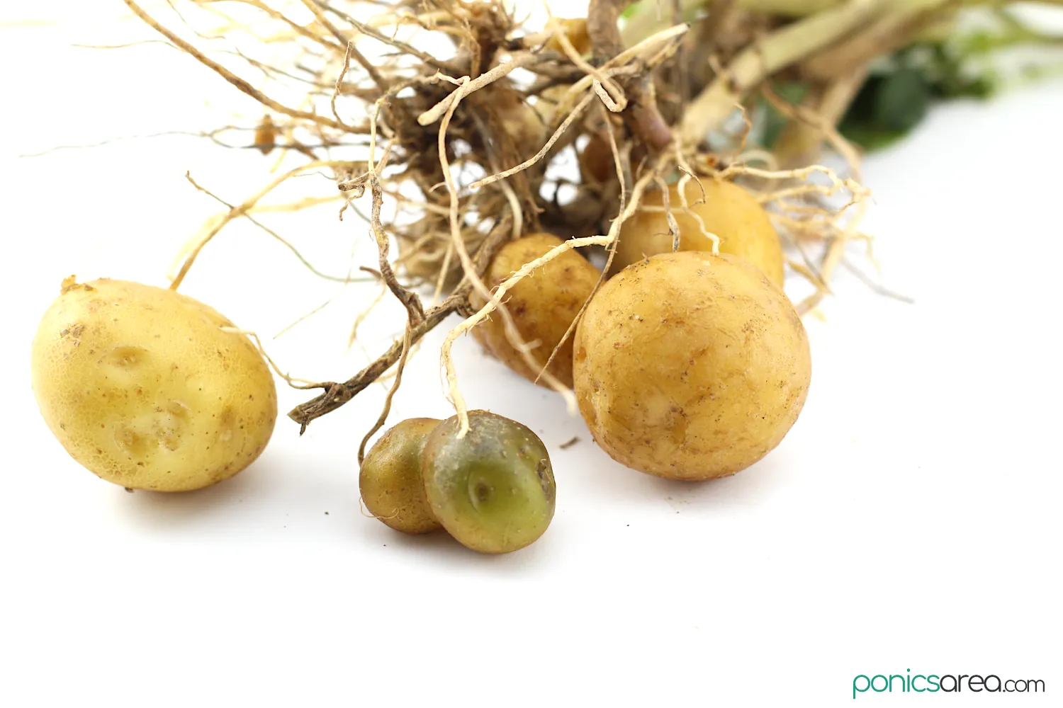 potato with roots