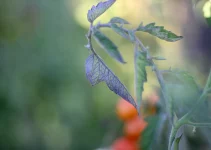 Tomato Leaves Turning Purple: Causes and Solutions
