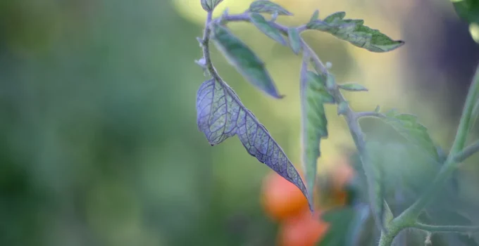 purple tomato leaf