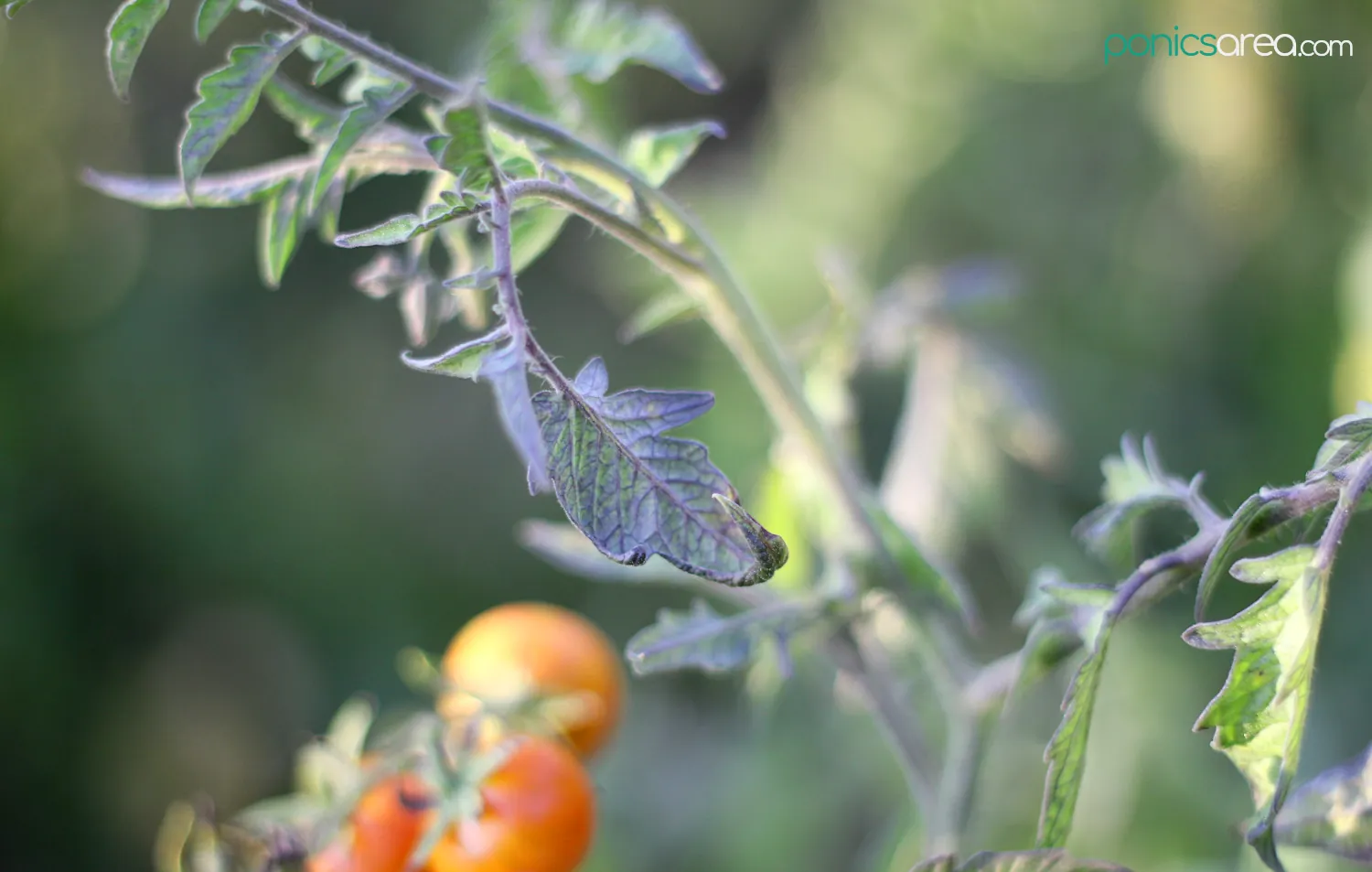 causes of tomato leaves turning purple
