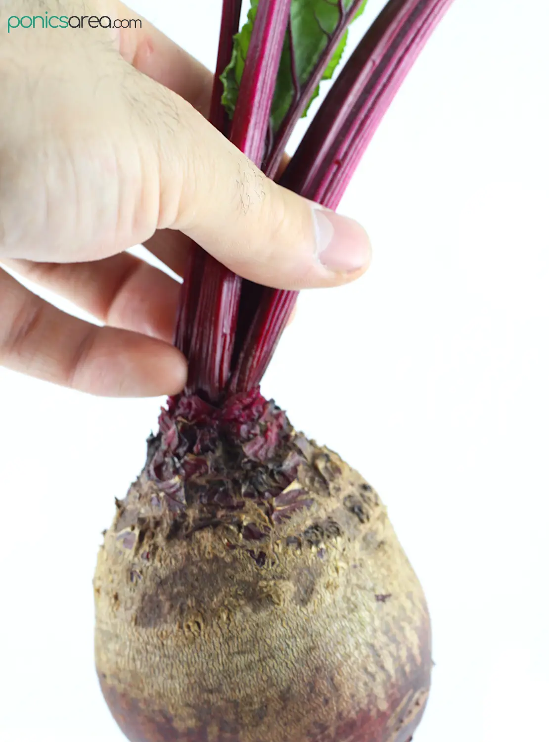 hydroponic conditions for growing beetroots