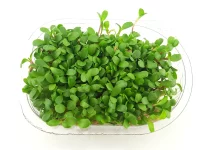 9 Best Microgreen Growing Kits Reviews