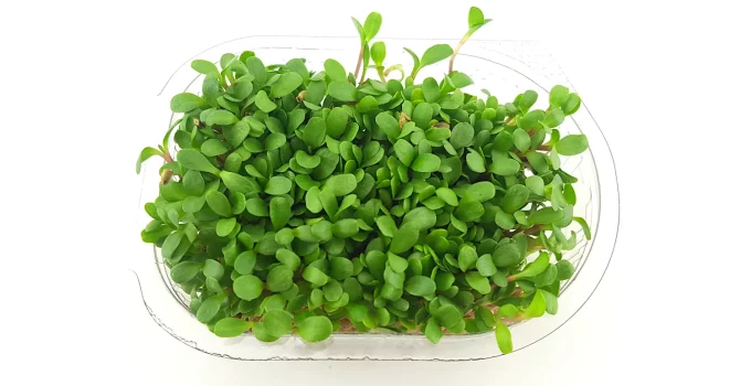 microgreens growing kits