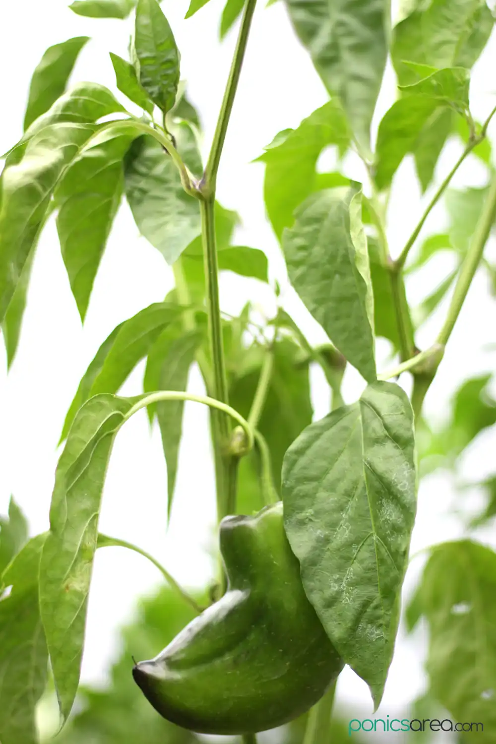 peppers grown hydroponically