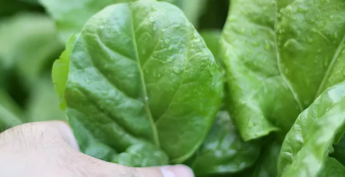 how to grow baby spinach