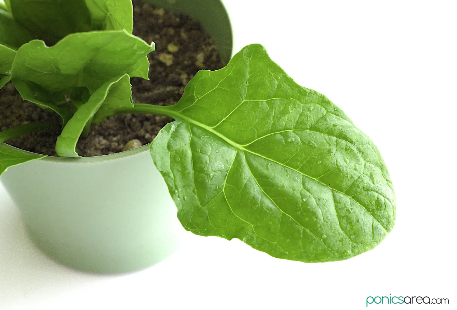 how to grow baby spinach indoors