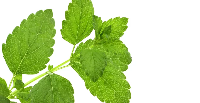 How to Grow Lemon Balm Complete Guide